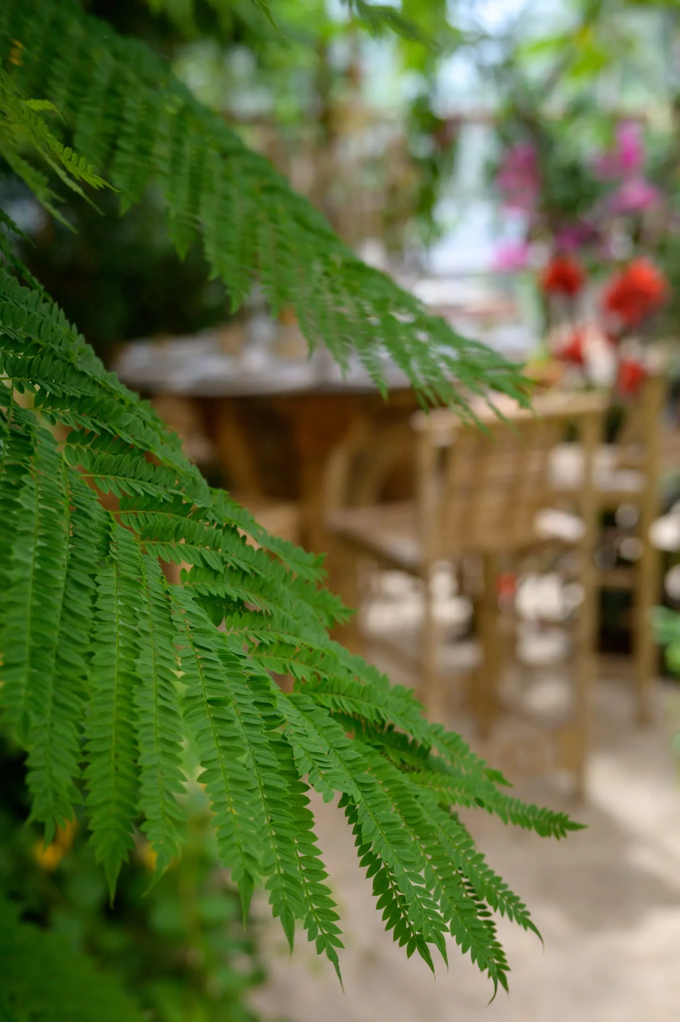 Large fern fronds in the foreground with a wooden table and red flowers softly blurred in the background