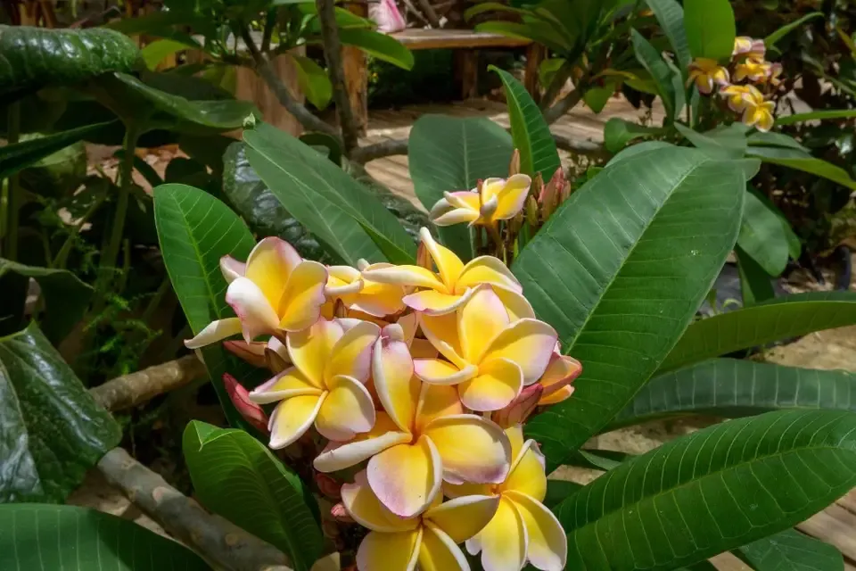 Botanical detail at Algarve Jungle Events - photo 1