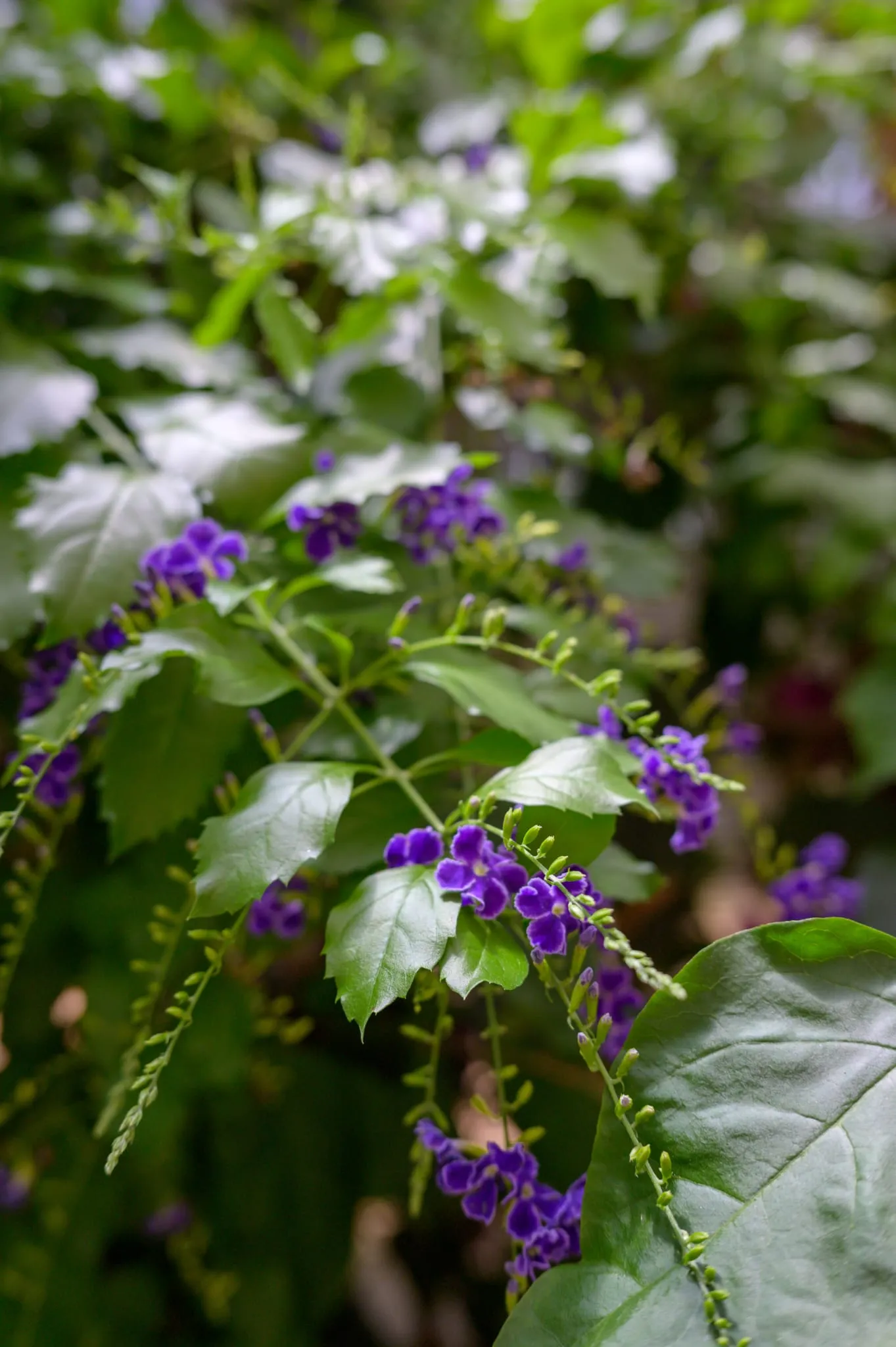 Macro detail of small blue flowers and green foliage in the garden
