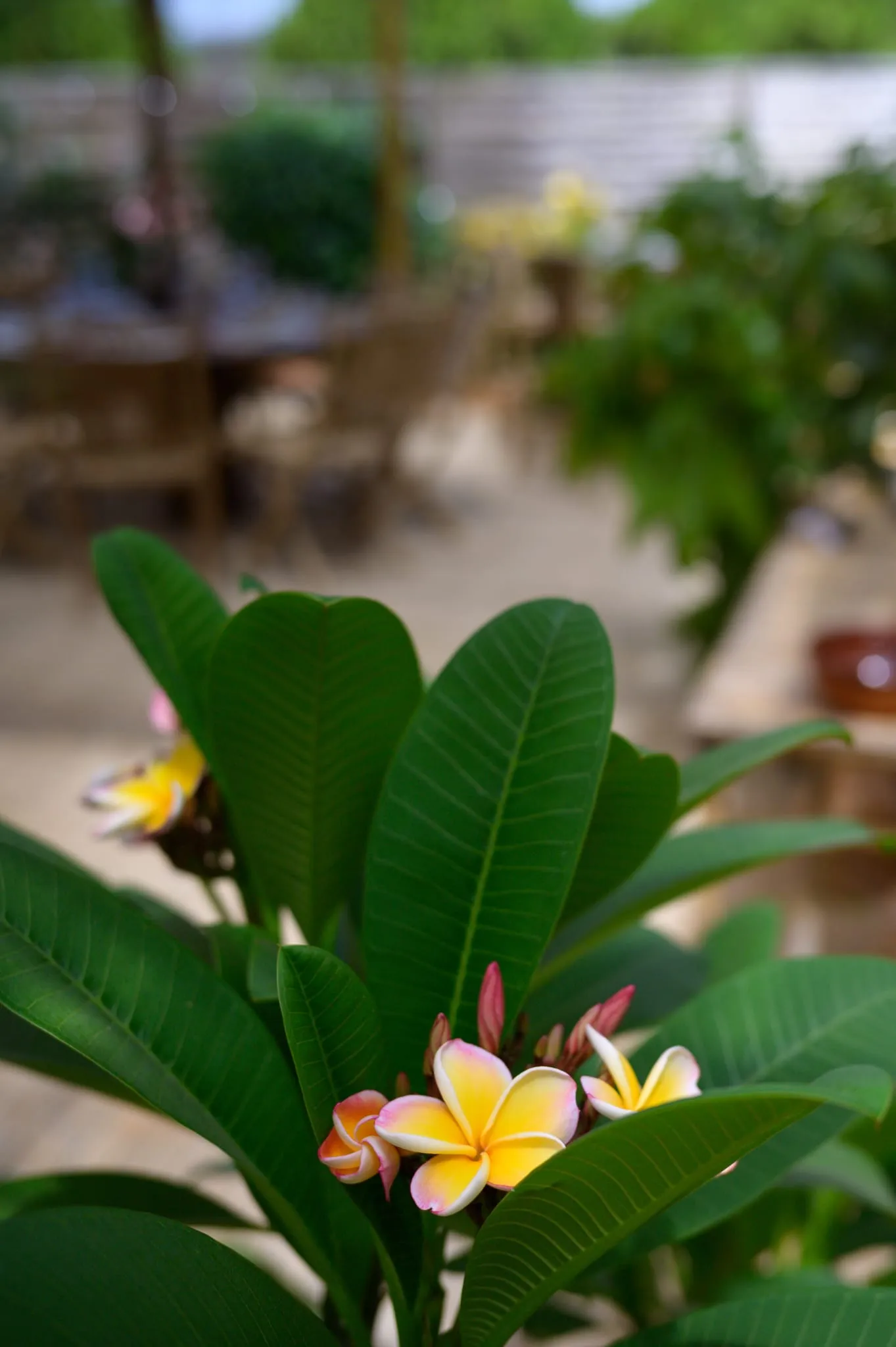 Botanical detail at Algarve Jungle Events - photo 3