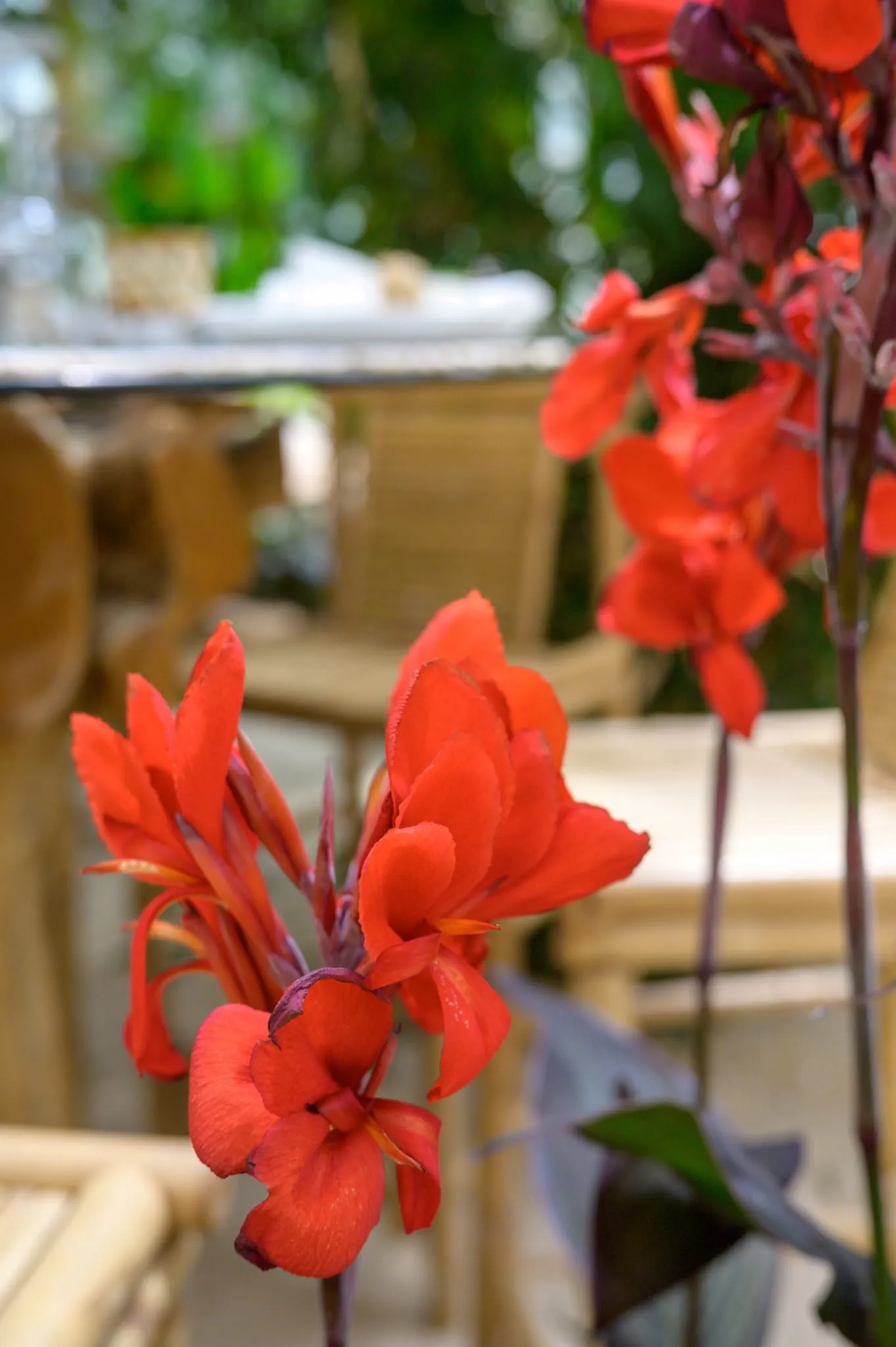 Botanical detail at Algarve Jungle Events - photo 4
