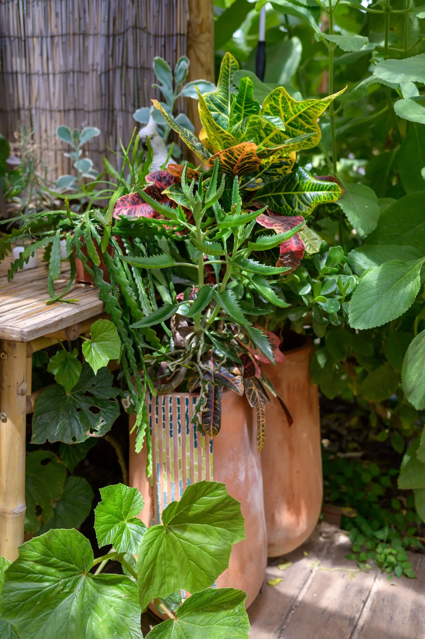 Terracotta pot with succulents and green-yellow croton plants, tucked in a corner of the garden
