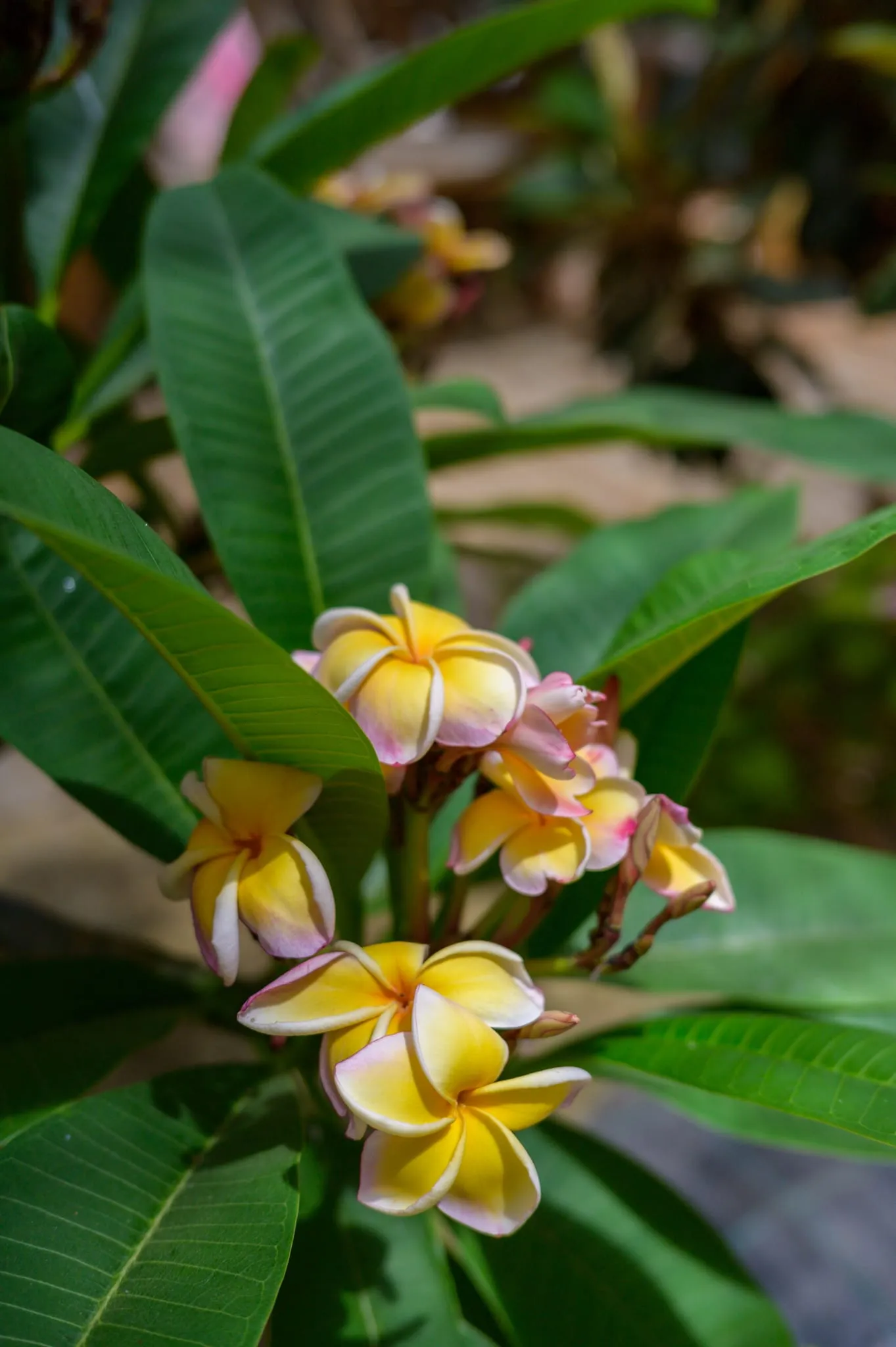 Botanical detail at Algarve Jungle Events - photo 9
