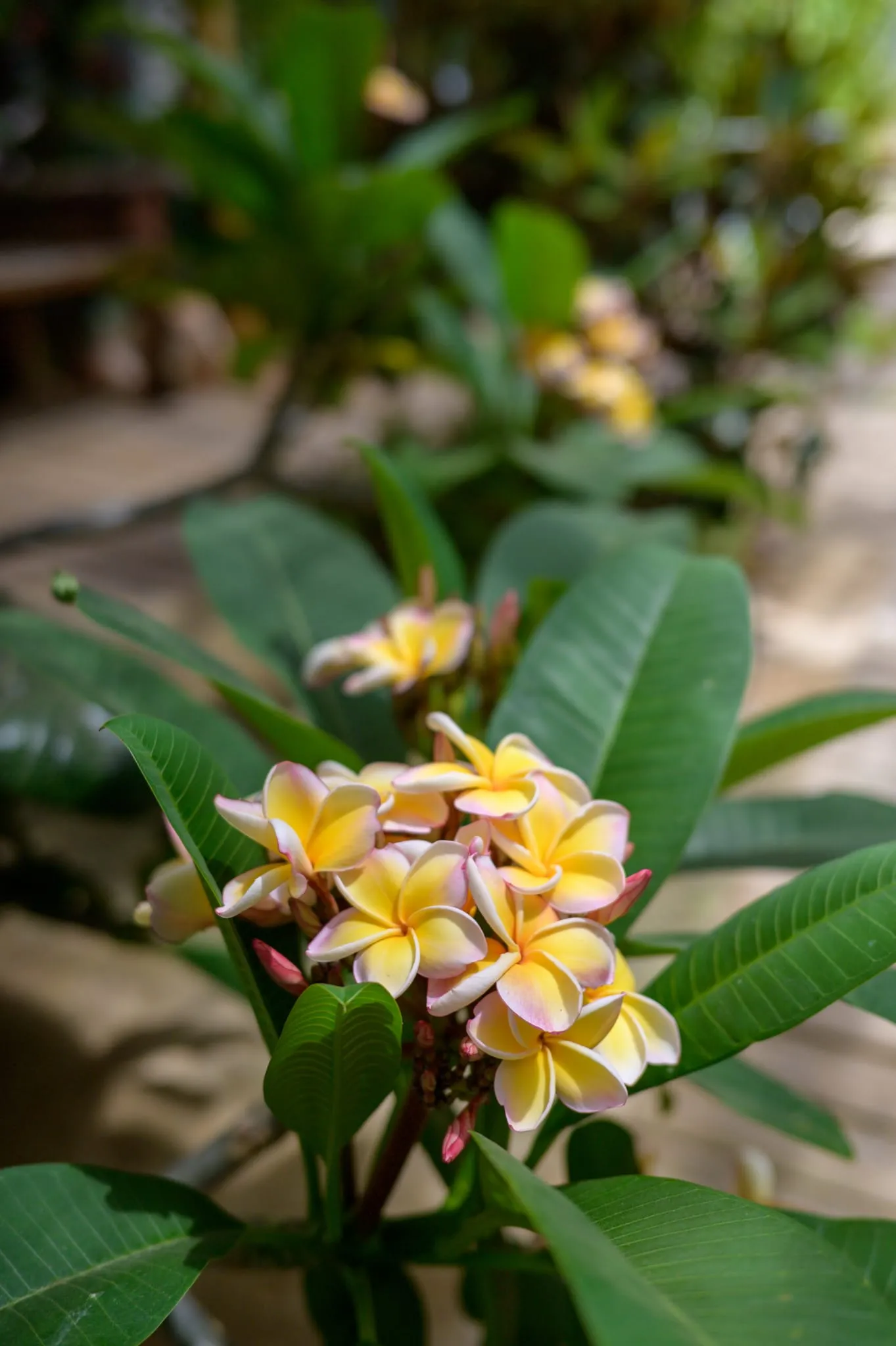 Botanical detail at Algarve Jungle Events - photo 10