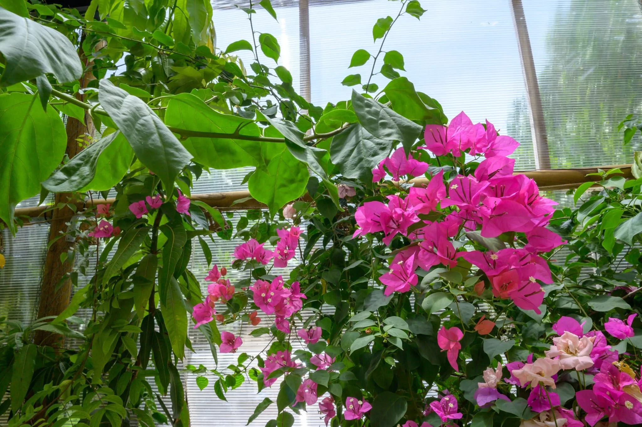 Close-up of vibrant pink bougainvillea cascading, with large green leaves